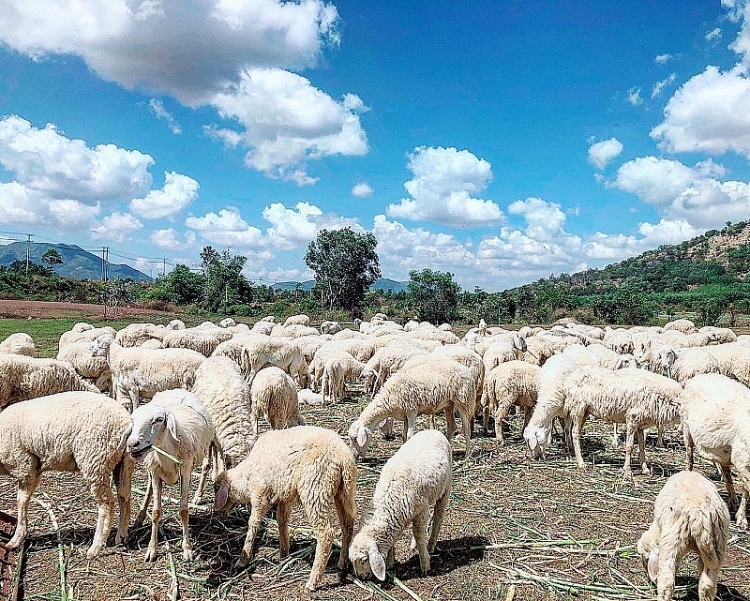 Khám phá điểm đến ngày hè – Đồng cừu ở Đồng Nai Khám phá điểm đến ngày hè – Đồng cừu ở Đồng Nai