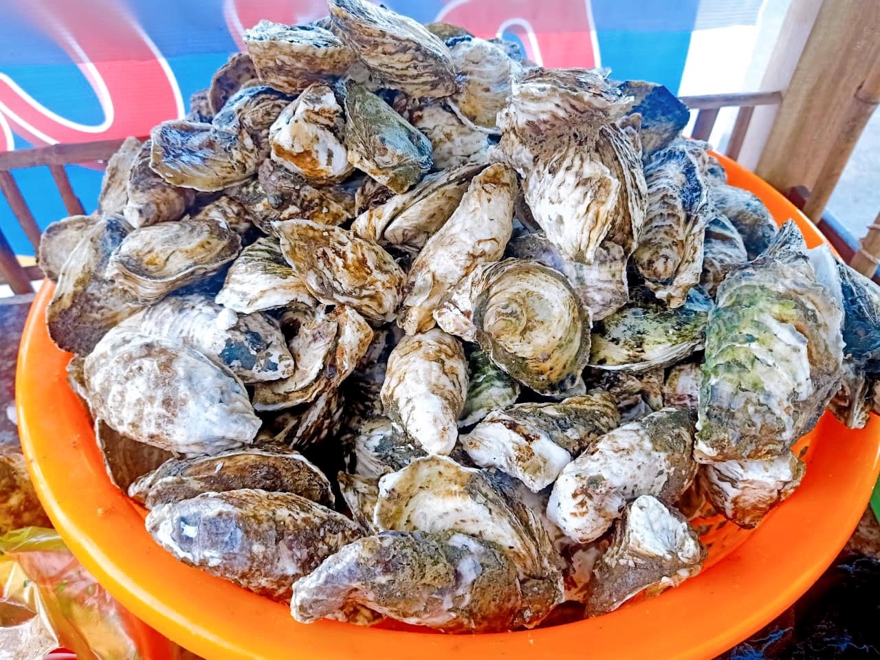 Du lịch biển Phước Hải – ăn hàu sữa – ngắm biển làng chài