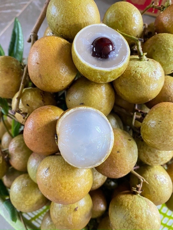 Vườn nhãn Hòa Thuận - Điểm tham quan du lịch cộng đồng tại huyện Đất Đỏ
