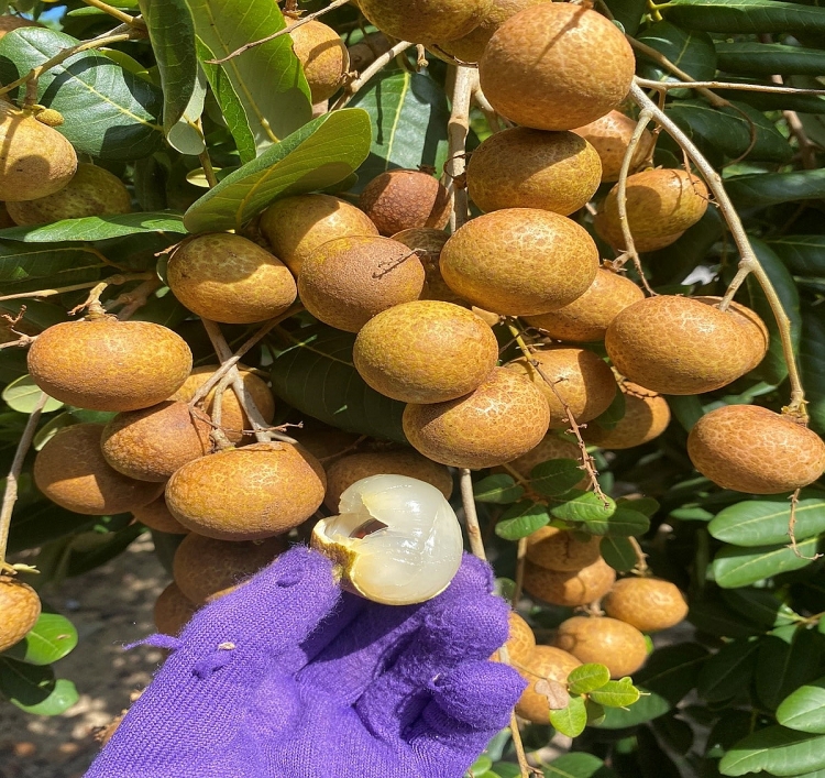 Vườn nhãn Hòa Thuận - Điểm tham quan du lịch cộng đồng tại huyện Đất Đỏ