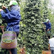 Tin tức kinh tế ngày 10/11: Việt Nam vẫn là quốc gia xuất khẩu hồ tiêu lớn nhất thế giới