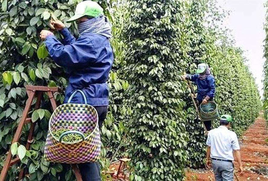 Tin tức kinh tế ngày 10/11: Việt Nam vẫn là quốc gia xuất khẩu hồ tiêu lớn nhất thế giới