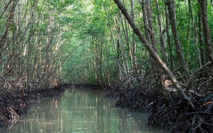 Khám phá Cồn Ông Trang (Cà Mau) Khám phá Cồn Ông Trang (Cà Mau)
