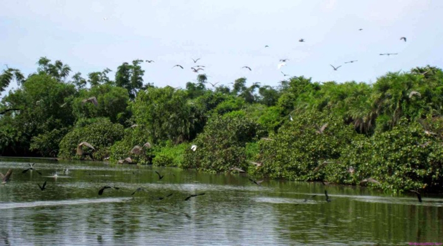 Khám phá Cồn Ông Trang (Cà Mau) Khám phá Cồn Ông Trang (Cà Mau)