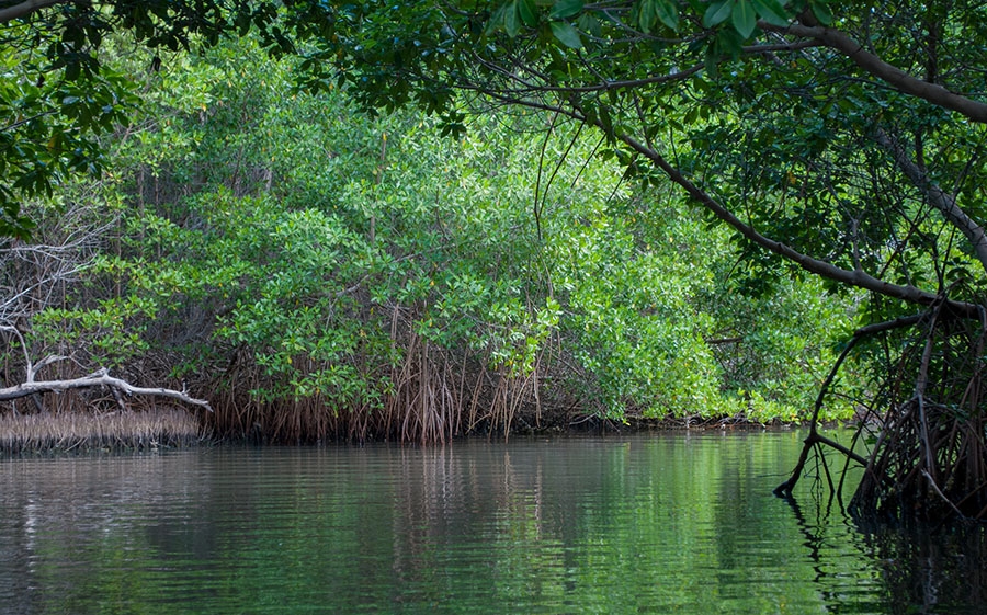 Khám phá Cồn Ông Trang (Cà Mau) Khám phá Cồn Ông Trang (Cà Mau)