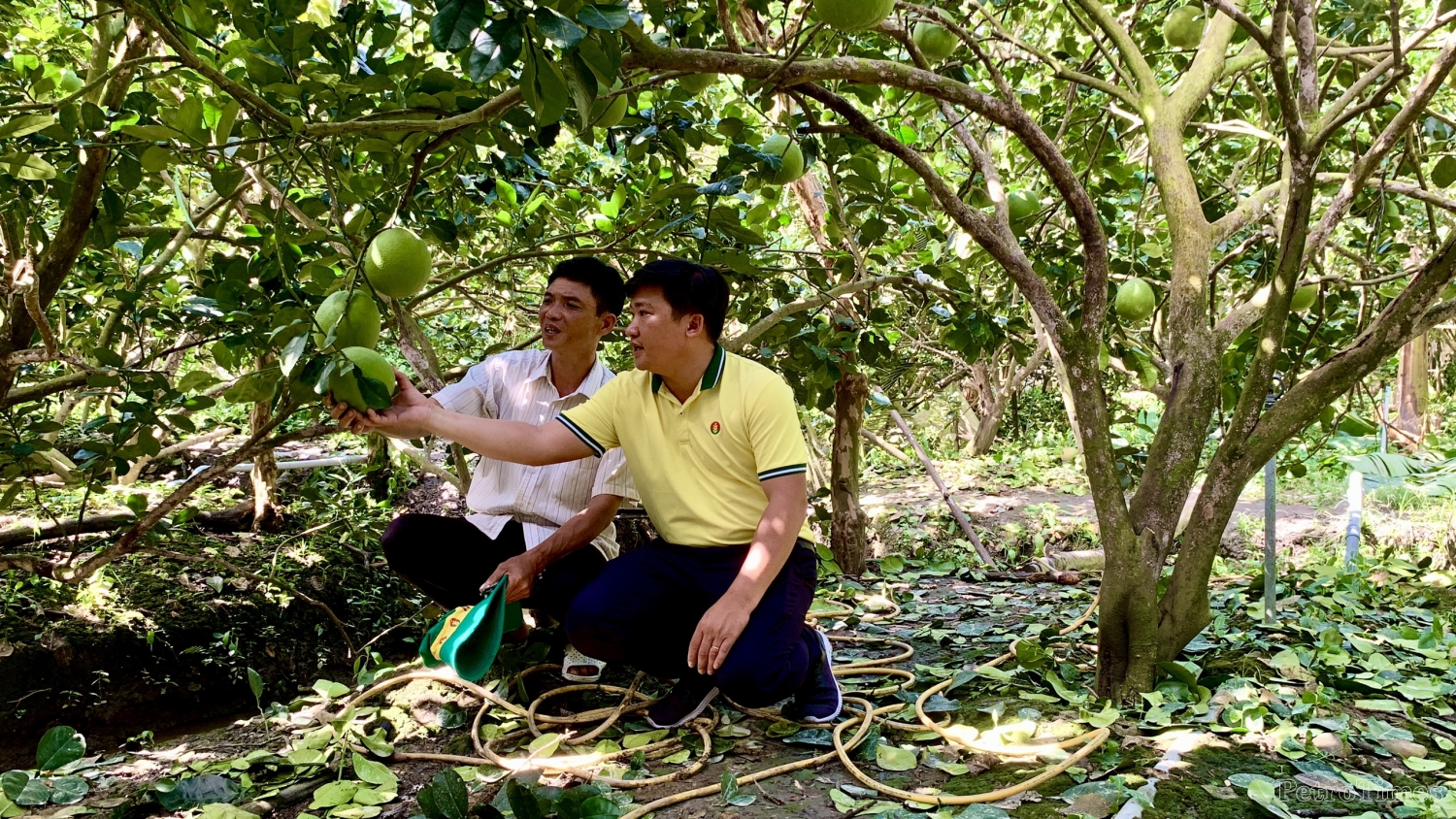 “Vô tình lượm được bí kíp” cho bưởi da xanh nhờ NPK Cà Mau