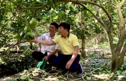 “Vô tình lượm được bí kíp” cho bưởi da xanh nhờ NPK Cà Mau