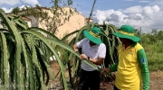 NPK Cà Mau: Giải pháp thúc đẩy tiềm năng thanh long Tiền Giang