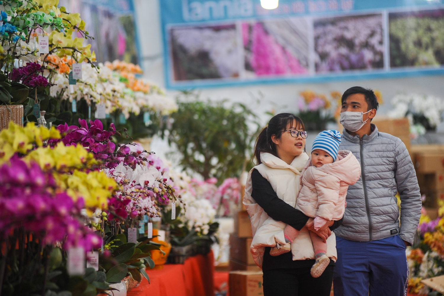 Cận cảnh chậu lan hồ điệp “khủng” được rao bán gần 1,7 tỷ đồng ở Hà Nội