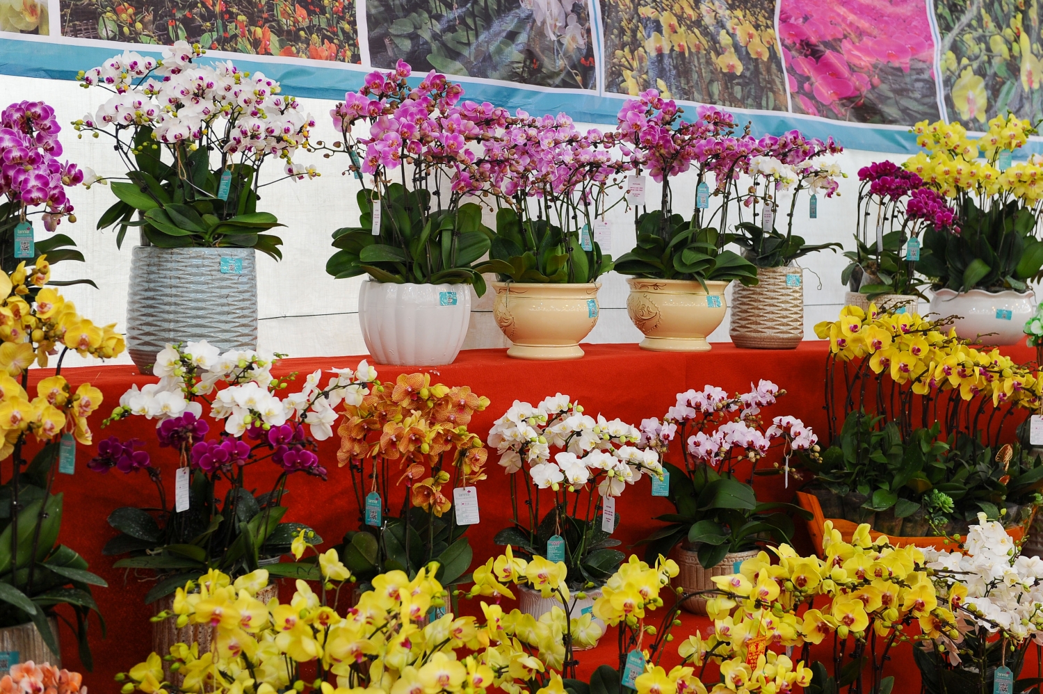 Phố phường Hà Nội tràn ngập sắc hoa Tết