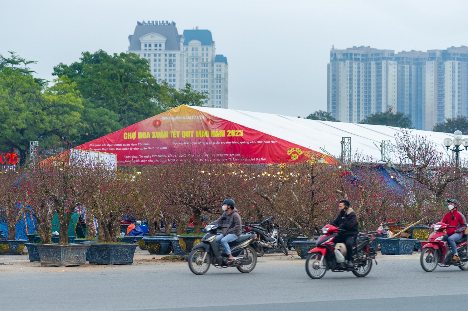 Phố phường Hà Nội tràn ngập sắc hoa Tết