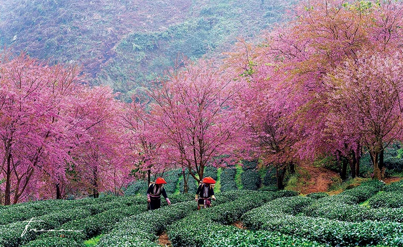 Cùng vui