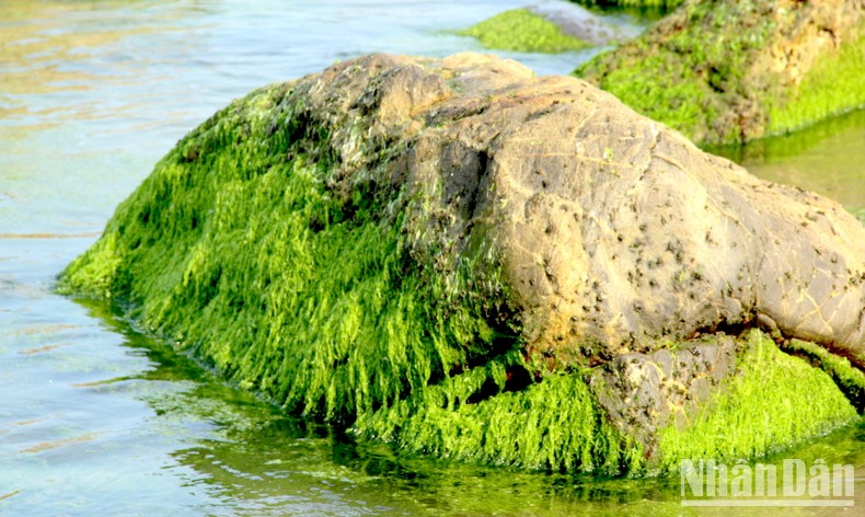 Về Rạn Nam Ô - Mùa rêu xanh