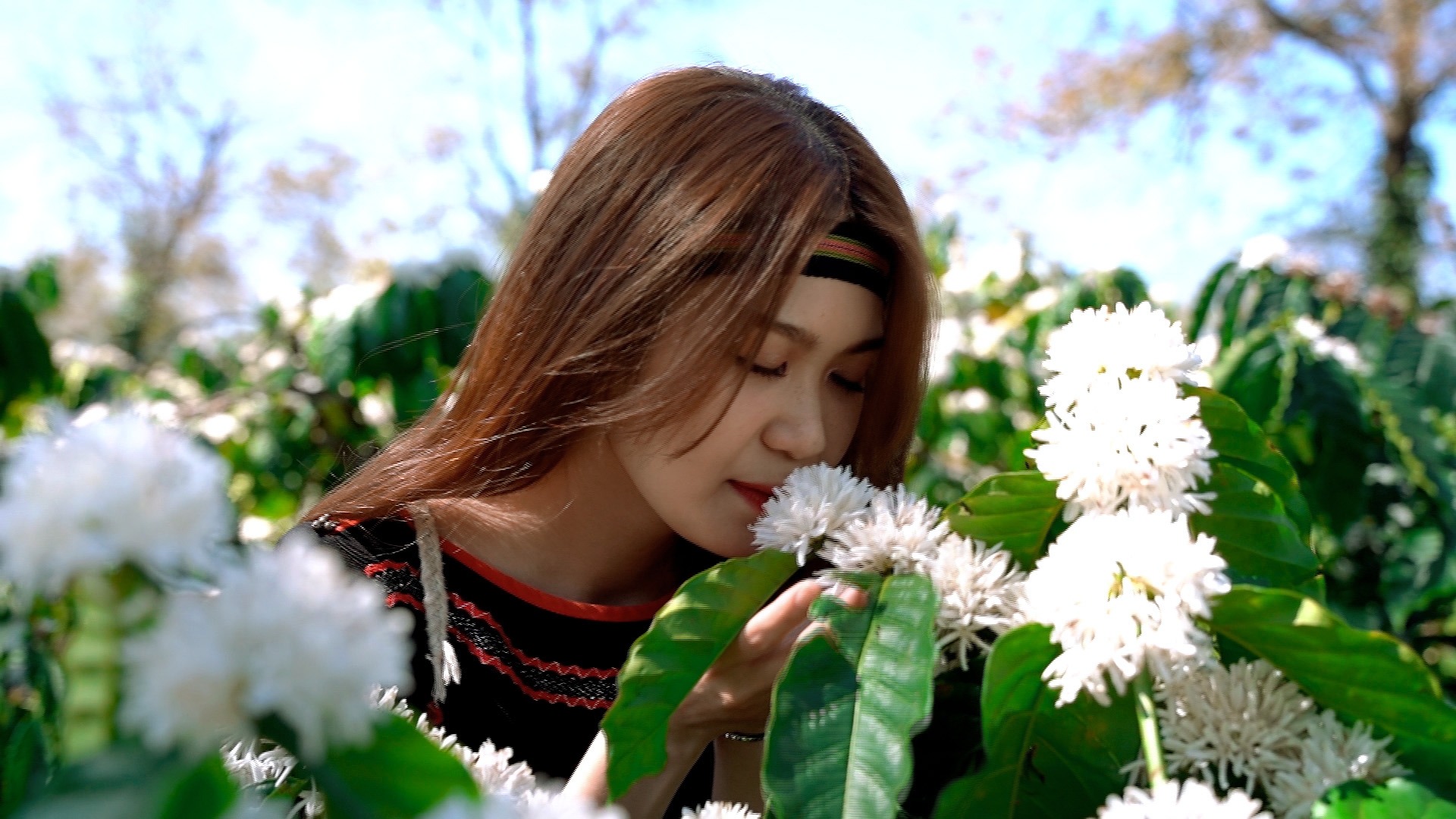Mùa hoa cà phê Tây Nguyên Mùa hoa cà phê Tây Nguyên