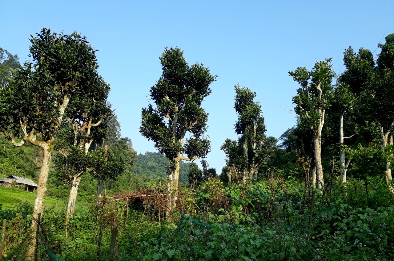 Ngát thơm hương chè Shan tuyết Na Hang Ngát thơm hương chè Shan tuyết Na Hang