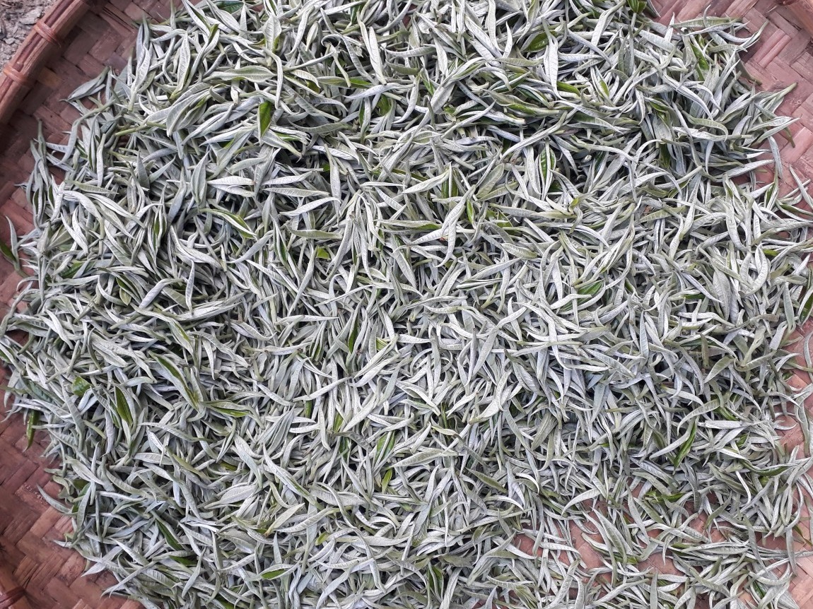 Ngát thơm hương chè Shan tuyết Na Hang Ngát thơm hương chè Shan tuyết Na Hang