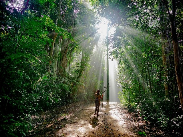 Vẻ đẹp thiên nhiên của rừng Bằng lăng ở Nam Cát Tiên Vẻ đẹp thiên nhiên của rừng Bằng lăng ở Nam Cát Tiên