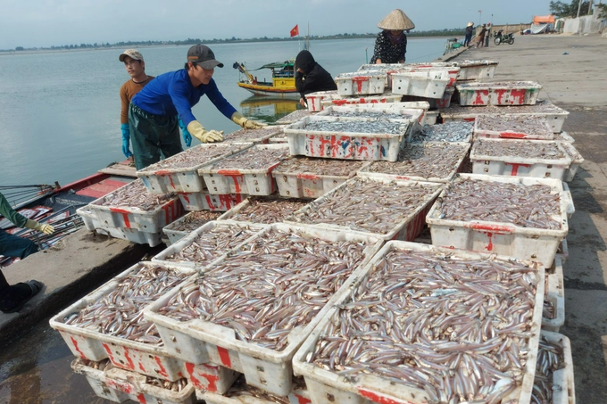Ngư dân trúng đậm cá cơm, bốc xếp bán hàng mỏi tay - 1 Ngư dân trúng đậm cá cơm, bốc xếp bán hàng mỏi tay - 1