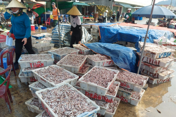 Ngư dân trúng đậm cá cơm, bốc xếp bán hàng mỏi tay - 2 Ngư dân trúng đậm cá cơm, bốc xếp bán hàng mỏi tay - 2