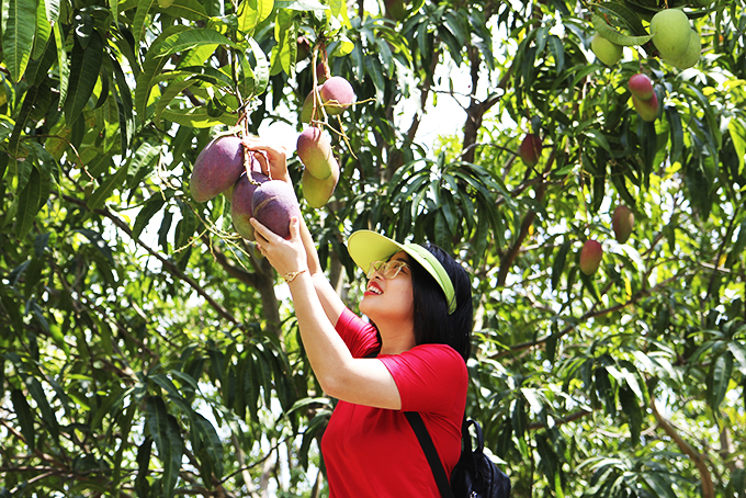 Trải nghiệm vườn xoài ở Cam Lâm, Khánh Hòa Trải nghiệm vườn xoài ở Cam Lâm, Khánh Hòa