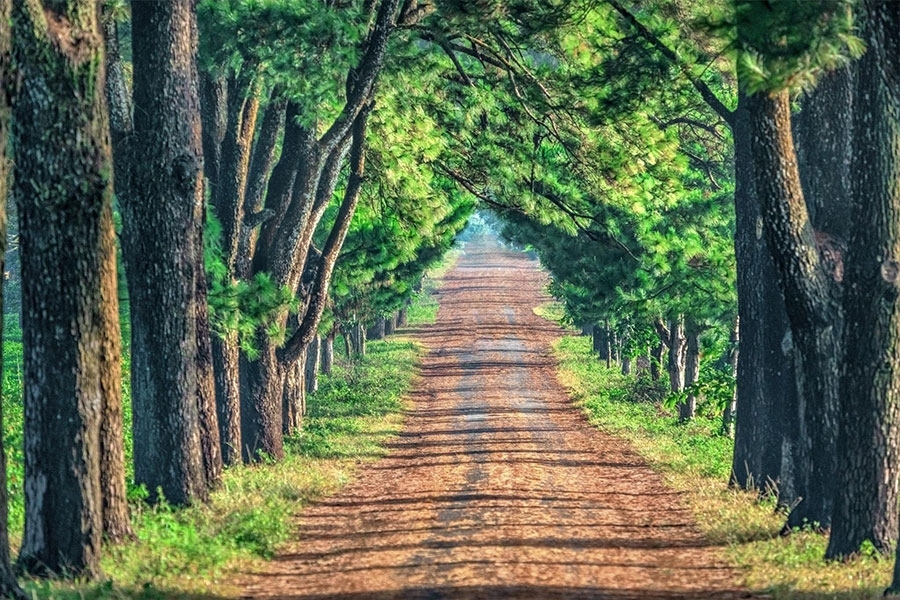 Thời điểm lí tưởng để ghé thăm Biển Hồ chè Gia Lai