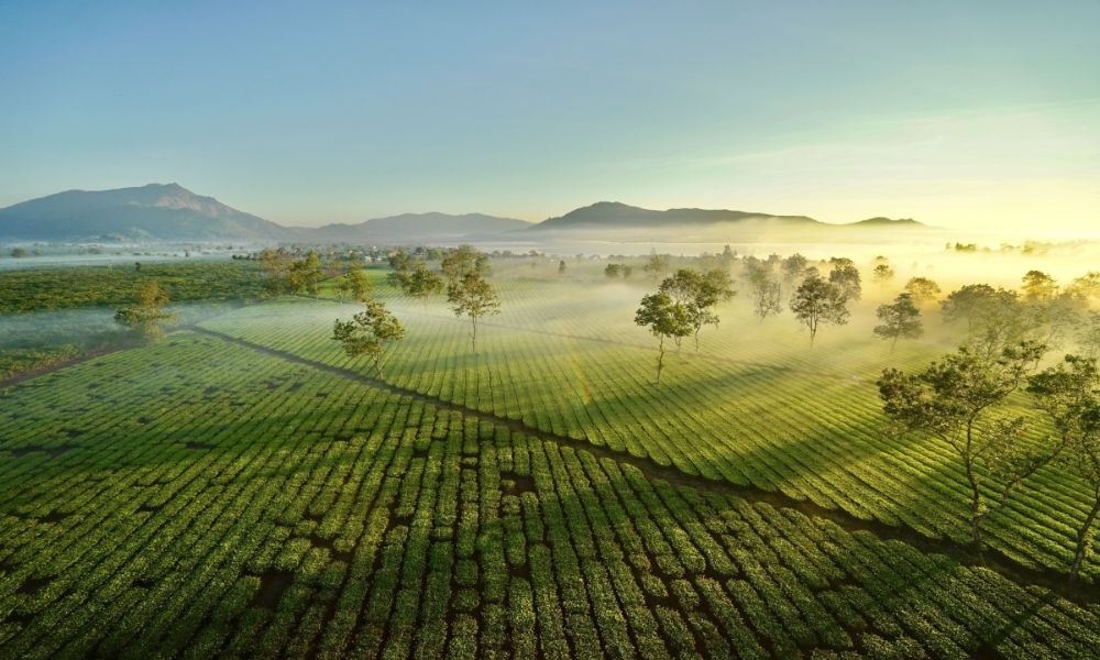 Thời điểm lí tưởng để ghé thăm Biển Hồ chè Gia Lai