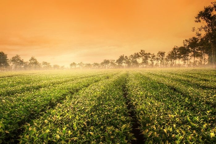 Thời điểm lí tưởng để ghé thăm Biển Hồ chè Gia Lai