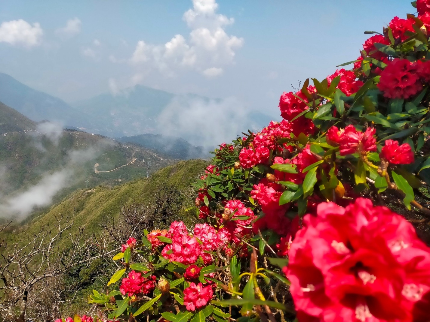 Khám phá mùa hoa đỗ quyên ở Lào Cai