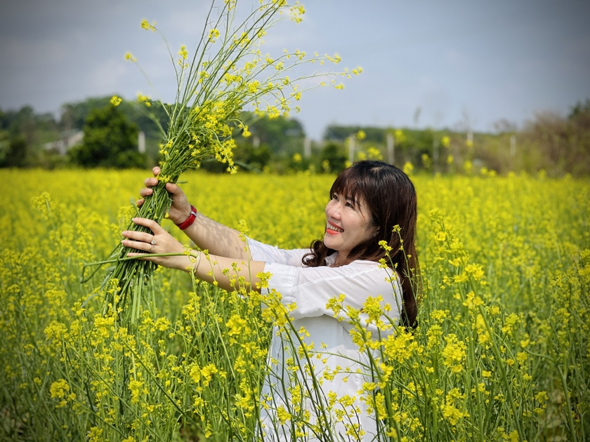 Ngắm cánh đồng hoa cải vàng nở rộ ở ngoại ô Pleiku Ngắm cánh đồng hoa cải vàng nở rộ ở ngoại ô Pleiku