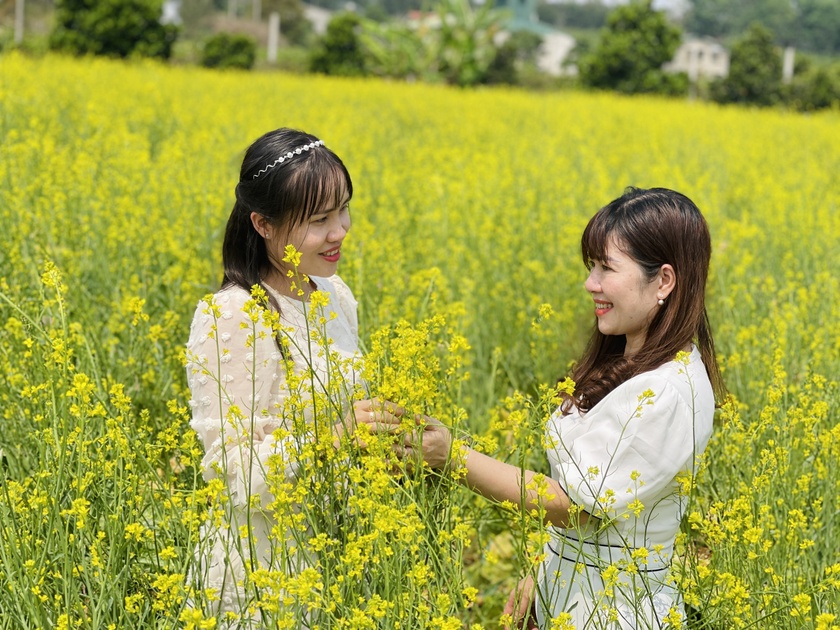 Ngắm cánh đồng hoa cải vàng nở rộ ở ngoại ô Pleiku Ngắm cánh đồng hoa cải vàng nở rộ ở ngoại ô Pleiku