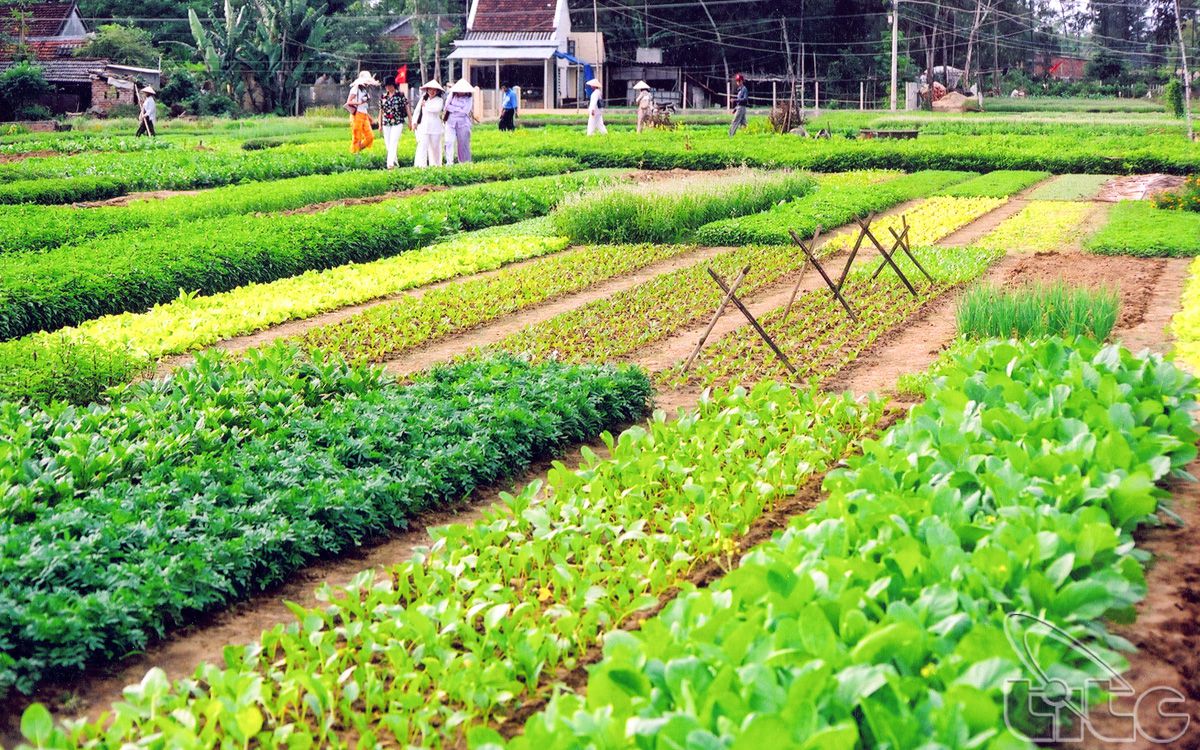 Tạp chí quốc tế gợi ý những hoạt động không thể bỏ lỡ khi đến Hội An