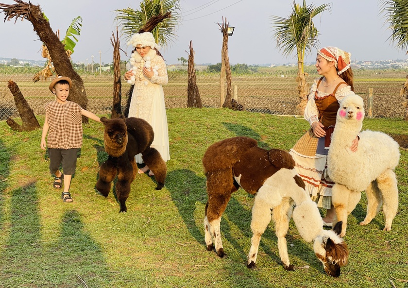Nông trại ở Gia Lai hút khách nhờ nuôi lạc đà Alpaca Nông trại ở Gia Lai hút khách nhờ nuôi lạc đà Alpaca