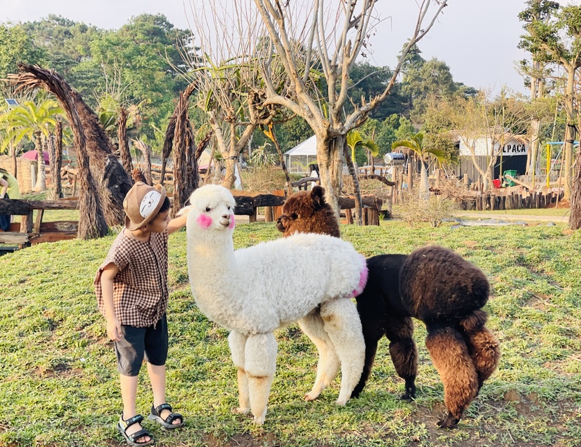 Nông trại ở Gia Lai hút khách nhờ nuôi lạc đà Alpaca Nông trại ở Gia Lai hút khách nhờ nuôi lạc đà Alpaca