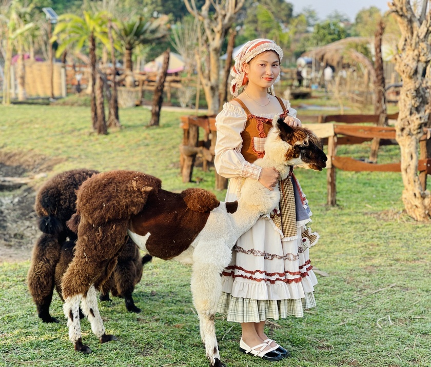 Nông trại ở Gia Lai hút khách nhờ nuôi lạc đà Alpaca Nông trại ở Gia Lai hút khách nhờ nuôi lạc đà Alpaca