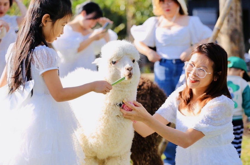 Nông trại ở Gia Lai hút khách nhờ nuôi lạc đà Alpaca Nông trại ở Gia Lai hút khách nhờ nuôi lạc đà Alpaca