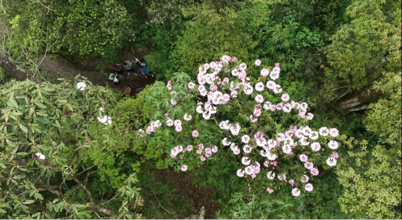 Hà Giang: Xây dựng tour du lịch khám phá đỉnh núi Tây Côn Lĩnh Hà Giang: Xây dựng tour du lịch khám phá đỉnh núi Tây Côn Lĩnh
