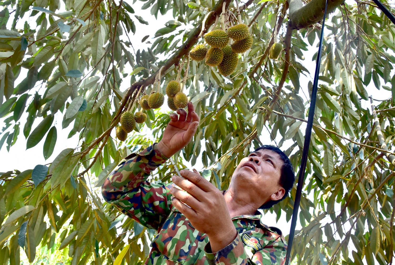 Mùa “kết duyên” hoa sầu riêng Mùa “kết duyên” hoa sầu riêng