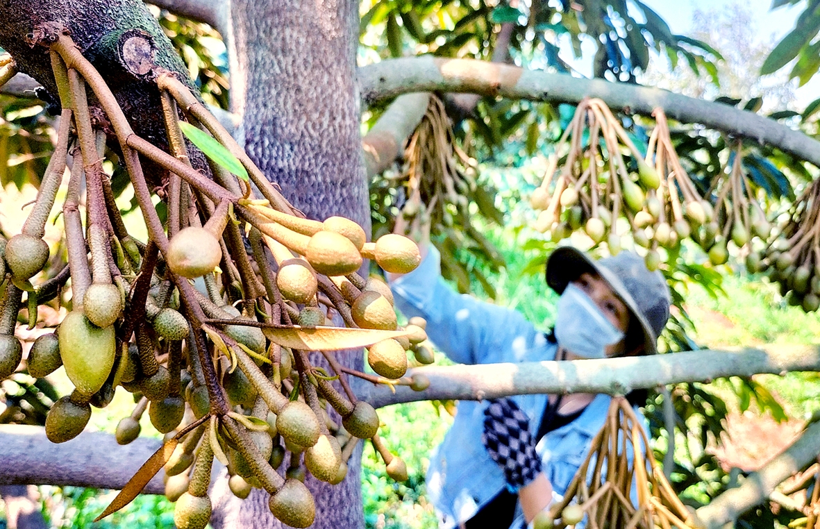 Mùa “kết duyên” hoa sầu riêng Mùa “kết duyên” hoa sầu riêng