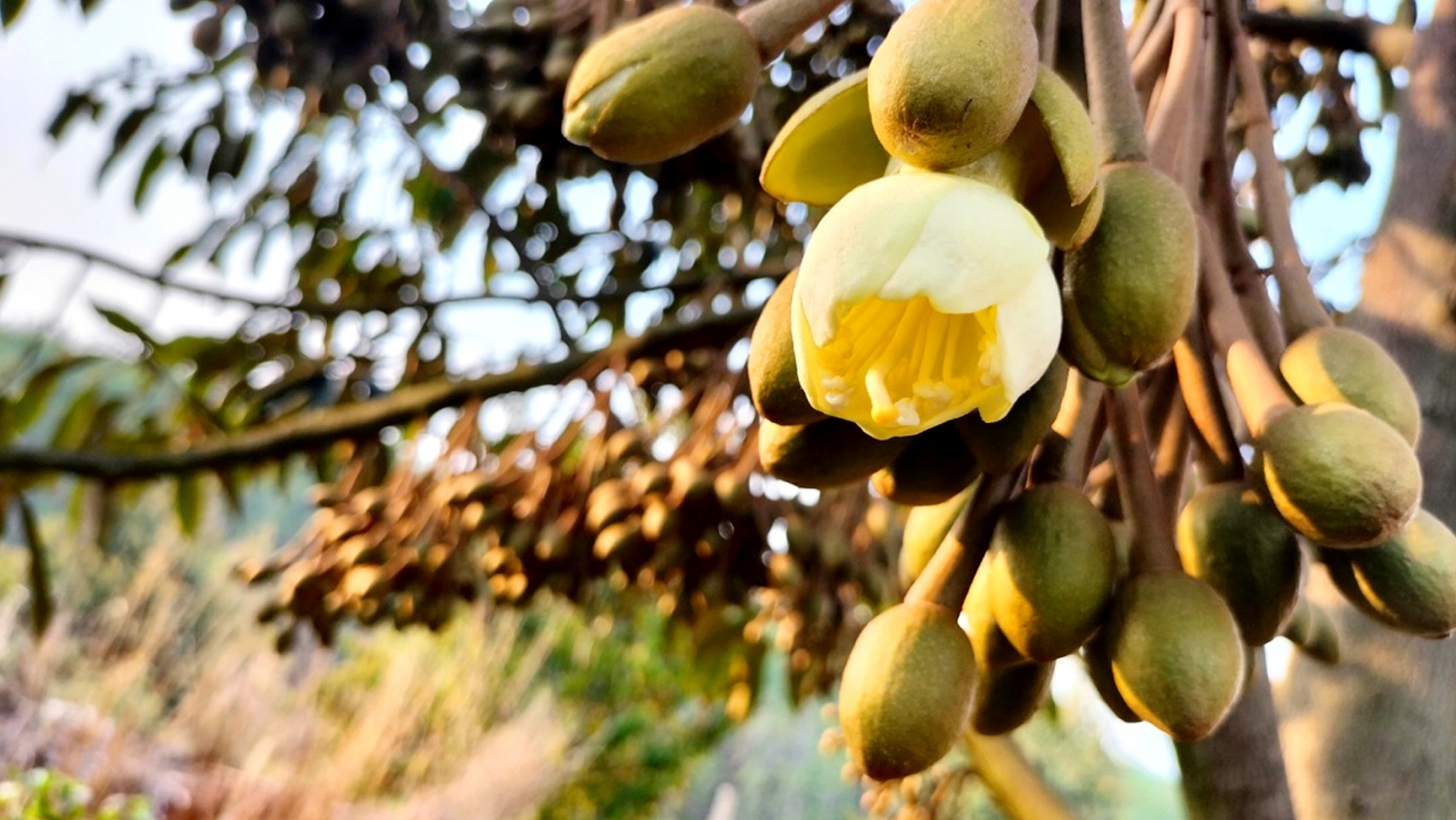 Mùa “kết duyên” hoa sầu riêng