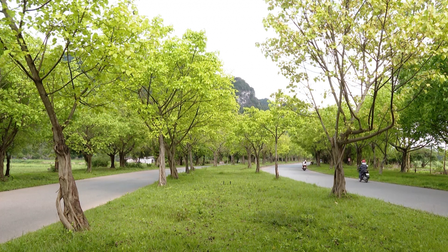 Con đường cây bồ đề - Sản phẩm du lịch độc đáo của Ninh Bình