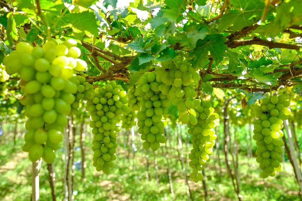 Lễ hội Nho - Vang Ninh Thuận năm 2023: Cơ hội quảng bá và phát triển du lịch Lễ hội Nho - Vang Ninh Thuận năm 2023: Cơ hội quảng bá và phát triển du lịch