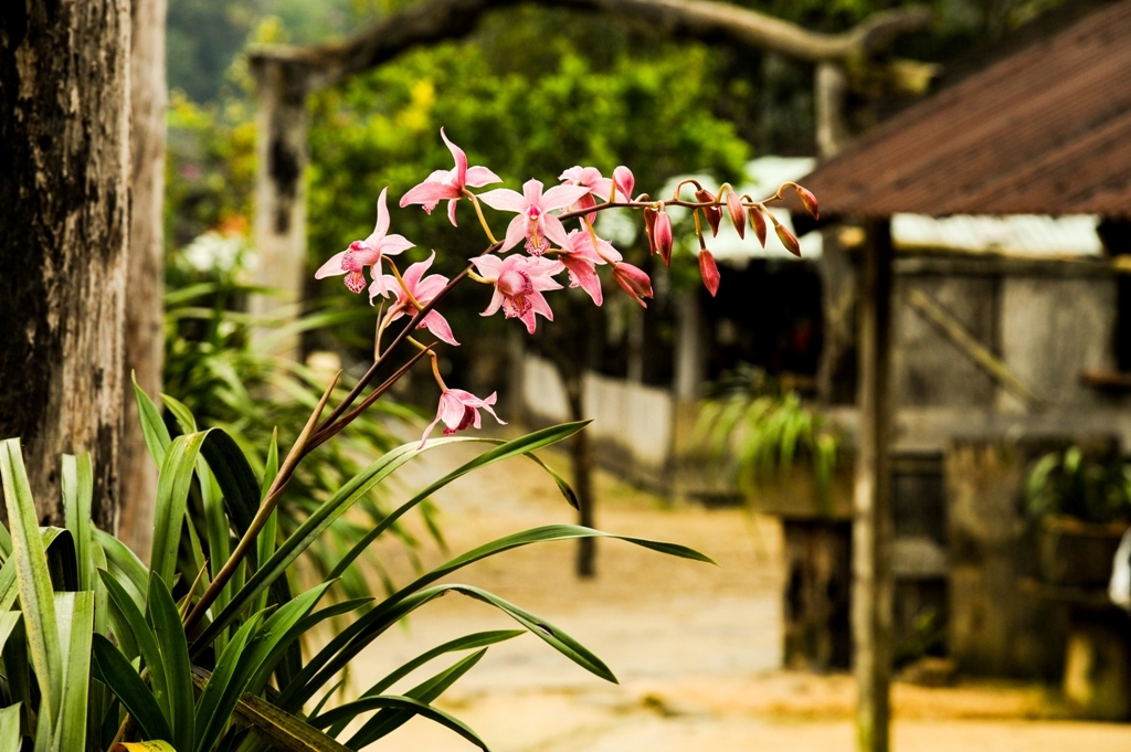 Vi Rơ Ngheo - Ngôi làng bên rừng