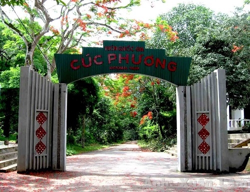 Khám phá những bí ẩn rừng nguyên sinh tại bảo tàng Cúc Phương Khám phá những bí ẩn rừng nguyên sinh tại bảo tàng Cúc Phương