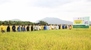 NPK Cà Mau nâng cao hiệu quả mùa lúa An Giang