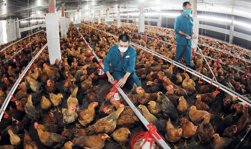 Doanh nghiệp chăn nuôi gia cầm “kêu cứu” Doanh nghiệp chăn nuôi gia cầm “kêu cứu”
