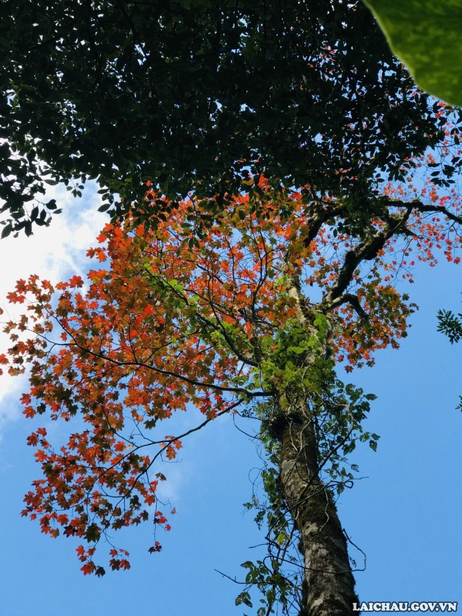Hành trình lên đỉnh Tả Liên Sơn