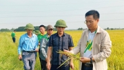 Sử dụng phân bón NPK Phú Mỹ cho cánh đồng mẫu lớn đạt năng suất cao