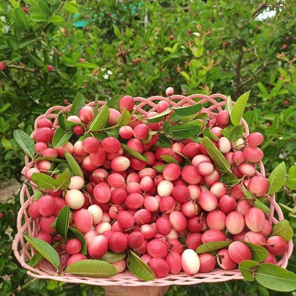 Ghé thăm Vườn Siro Ninh Thuận - Điểm đến mới hấp dẫn mùa hè