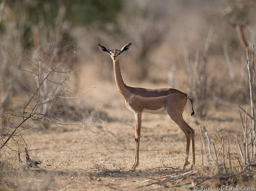 Linh dương Gerenuk có thể sống mà không cần uống nước trong suốt đời của chúng Linh dương Gerenuk có thể sống mà không cần uống nước trong suốt đời của chúng
