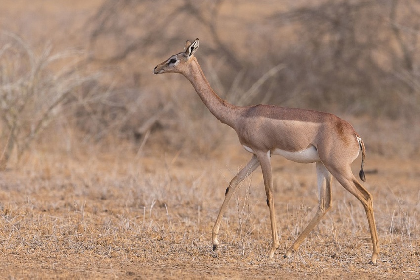 Linh dương Gerenuk có thể sống mà không cần uống nước trong suốt đời của chúng Linh dương Gerenuk có thể sống mà không cần uống nước trong suốt đời của chúng